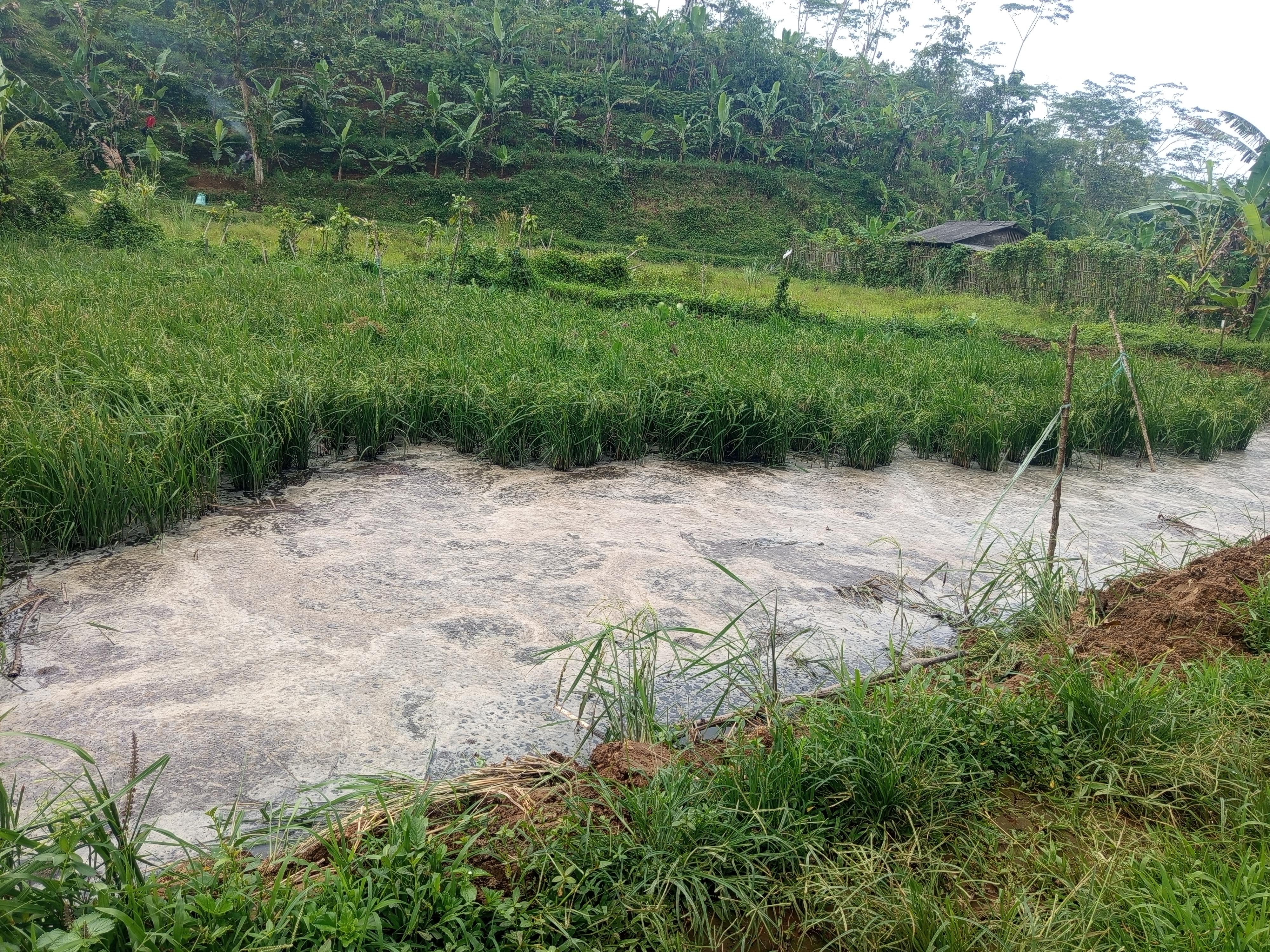 Bau Menyengat Ganggu Pemukiman, LSM KBI Siap Layangkan Surat Audensi